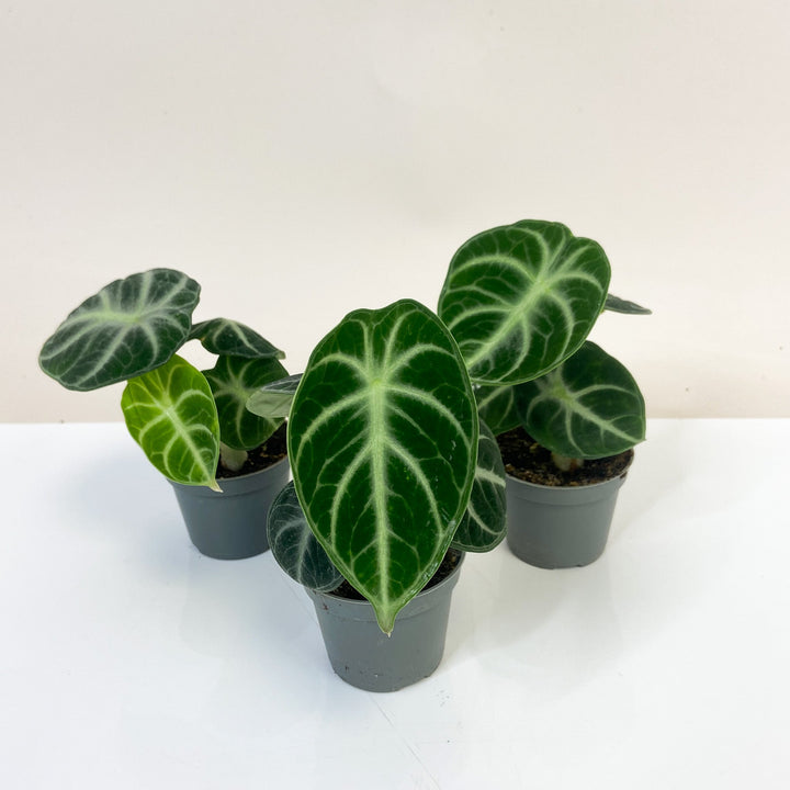 Alocasia Ninja - Babypflanze Foliage Dreams