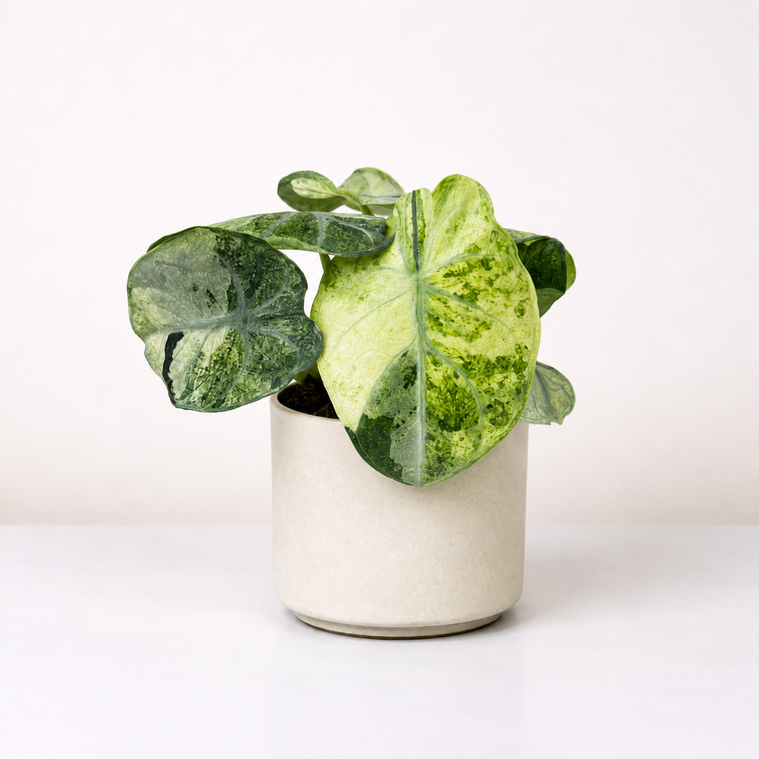 Alocasia Ninja Mint Variegata - Babypflanze Foliage Dreams