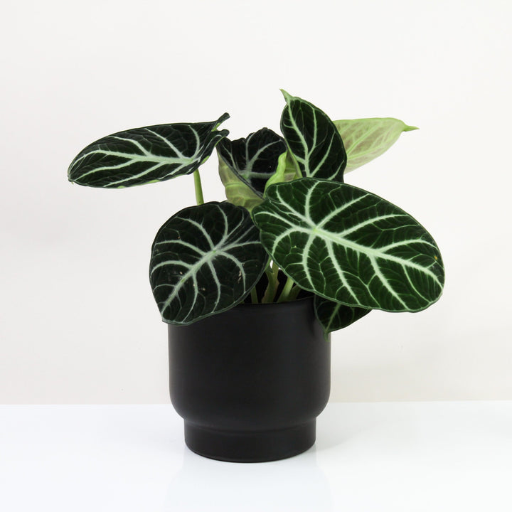 Alocasia Ninja Foliage Dreams