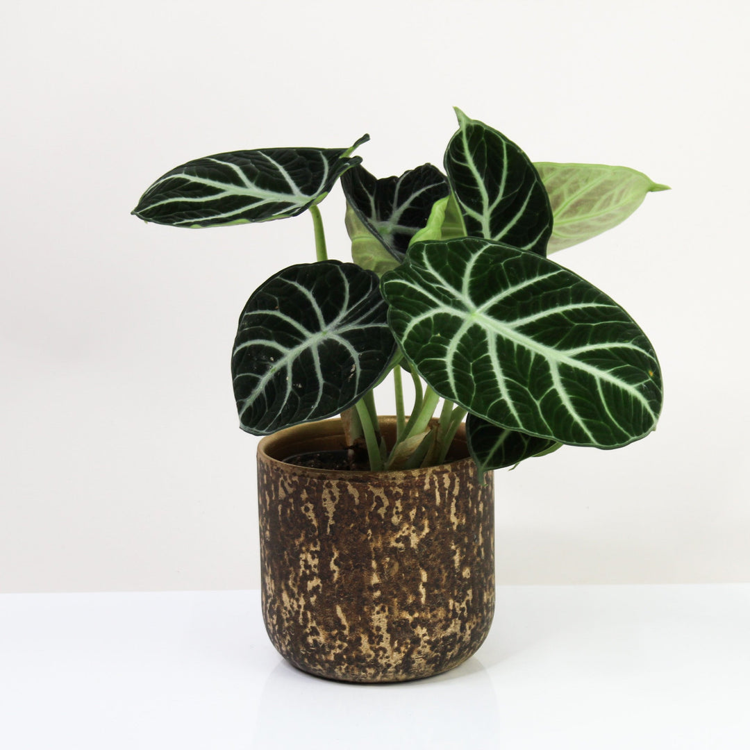 Alocasia Ninja Foliage Dreams