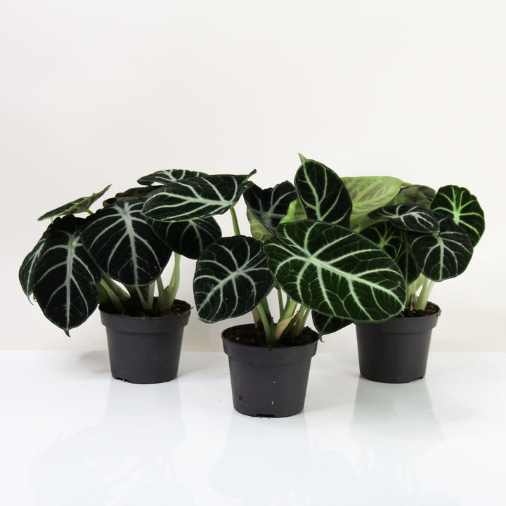 Alocasia Ninja Foliage Dreams