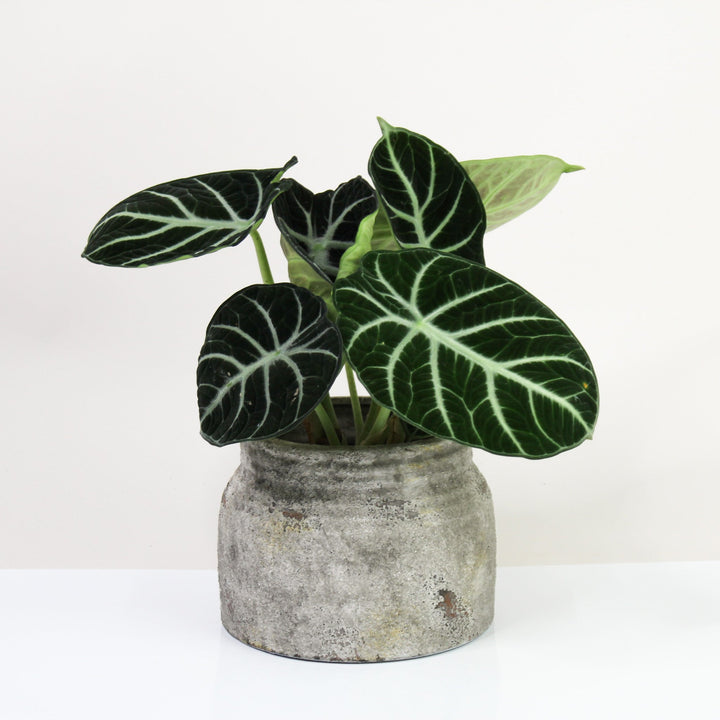 Alocasia Ninja Foliage Dreams