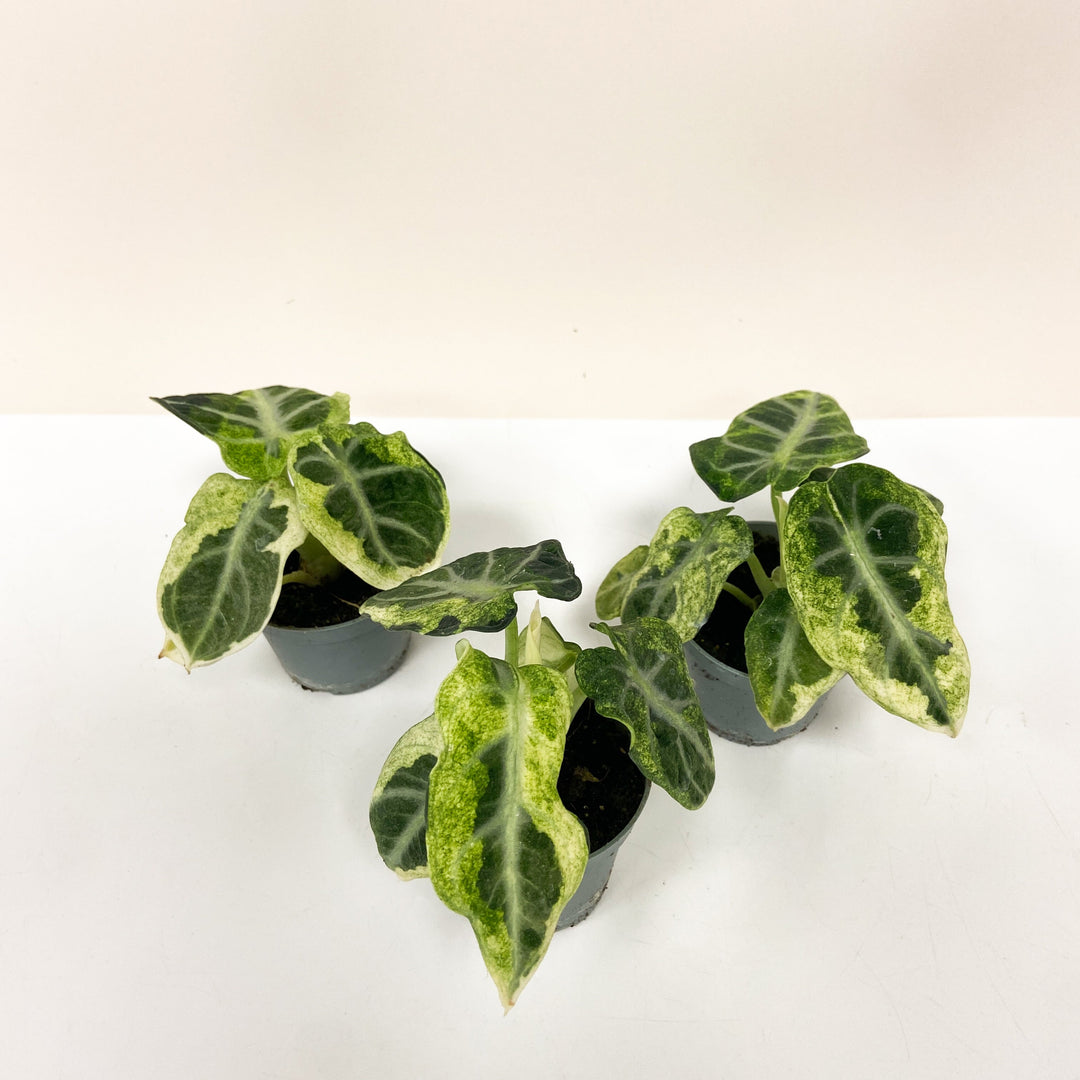 Alocasia Ninja Variegata - Babypflanze Foliage Dreams