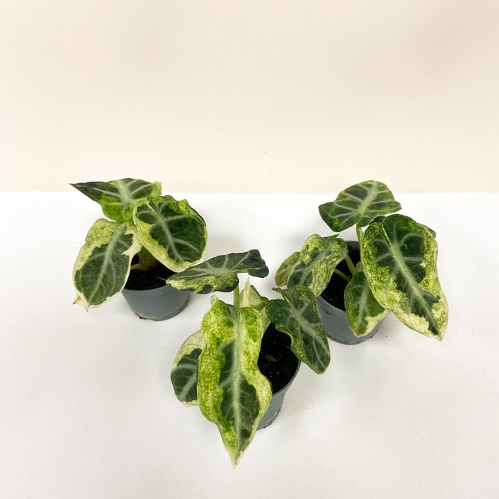 Alocasia Ninja Variegata - Babypflanze Foliage Dreams