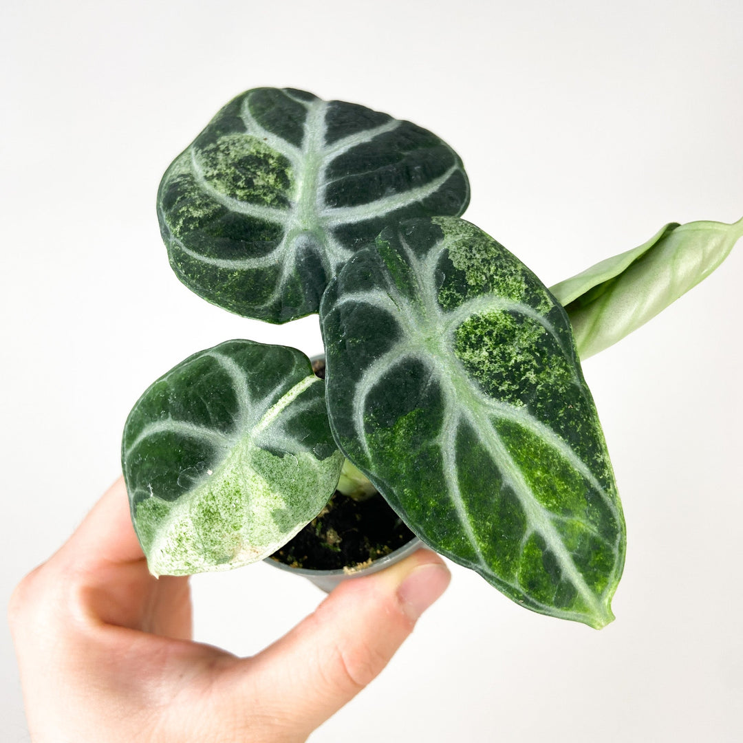 Alocasia Ninja Variegata - Babypflanze Foliage Dreams