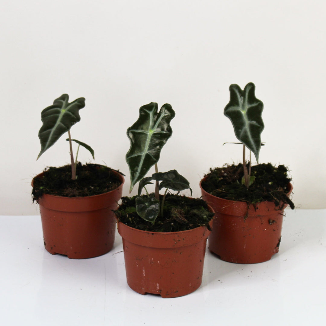 Alocasia Nobilis Foliage Dreams