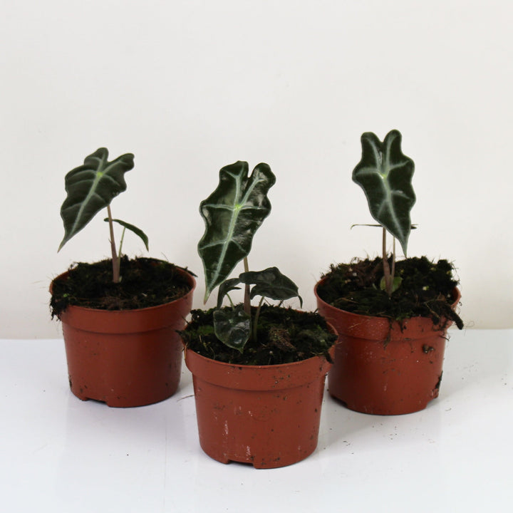 Alocasia Nobilis Foliage Dreams