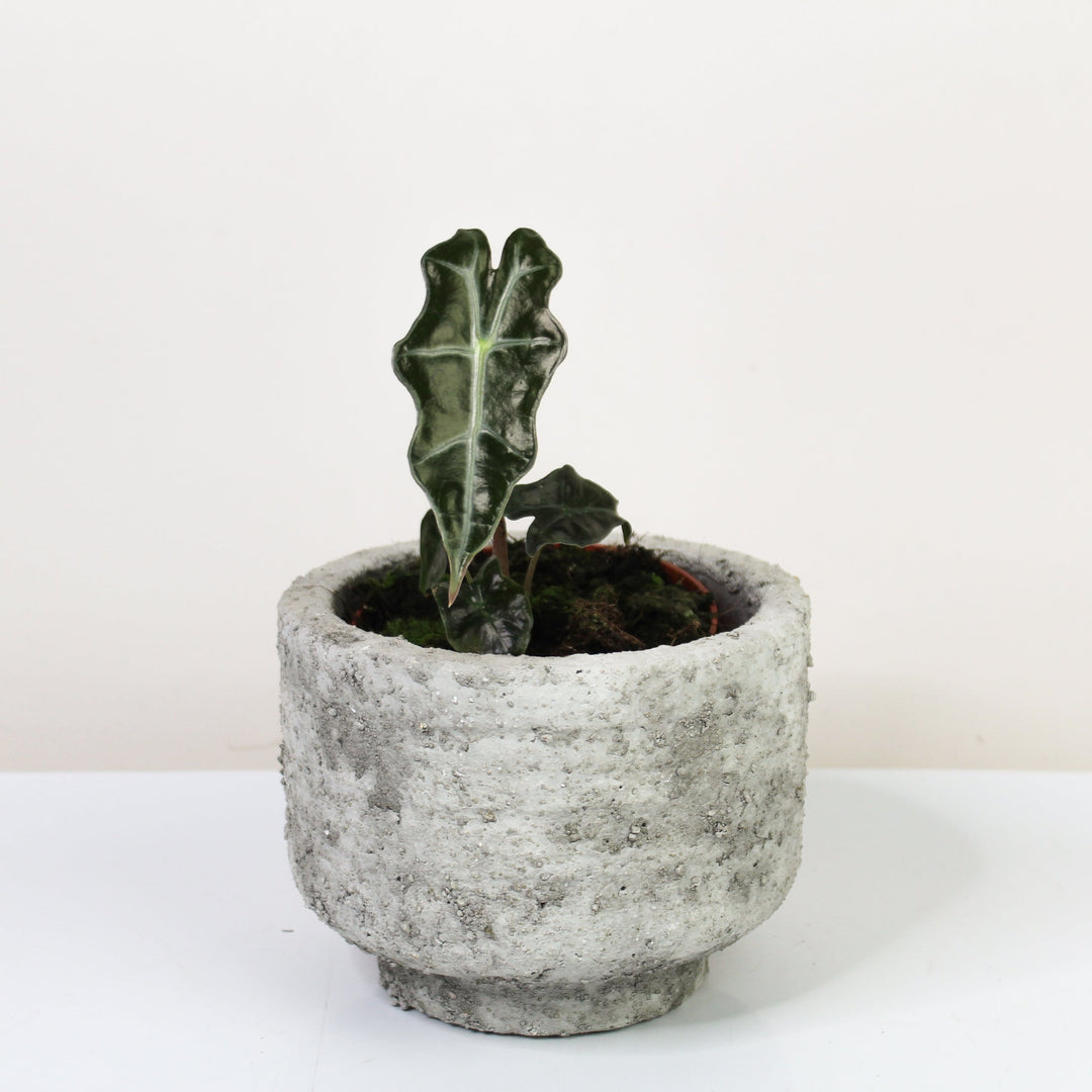 Alocasia Nobilis Foliage Dreams