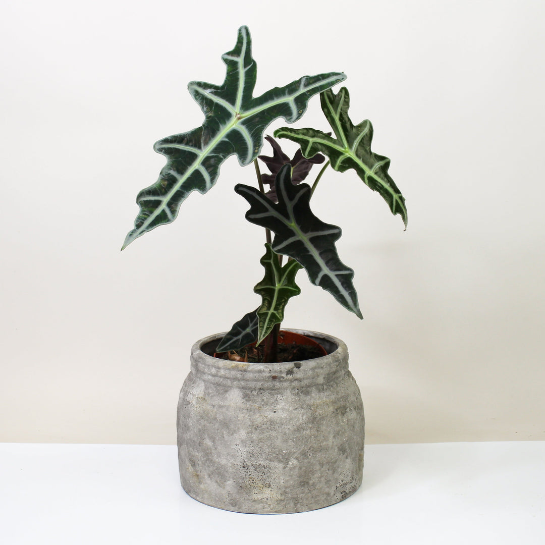 Alocasia Nobilis L Foliage Dreams