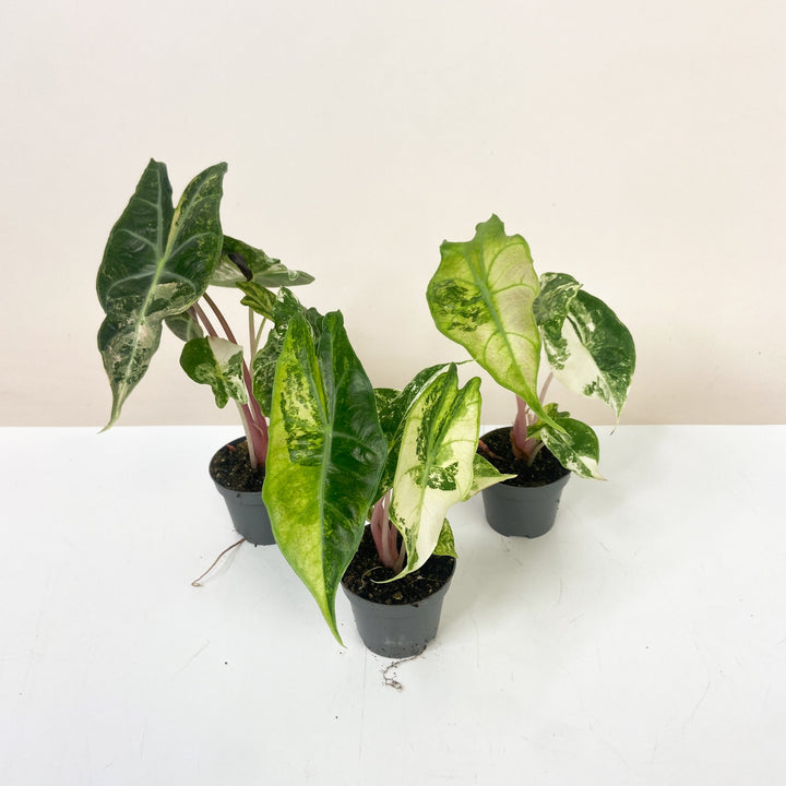 Alocasia Pink Dragon Nairobi Nights Variegata - Babypflanze Foliage Dreams