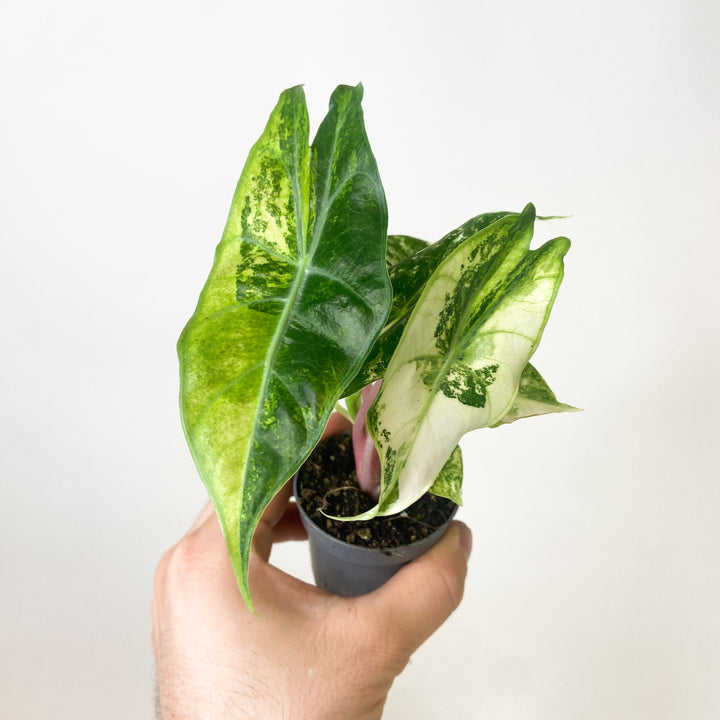 Alocasia Pink Dragon Nairobi Nights Variegata - Babypflanze Foliage Dreams