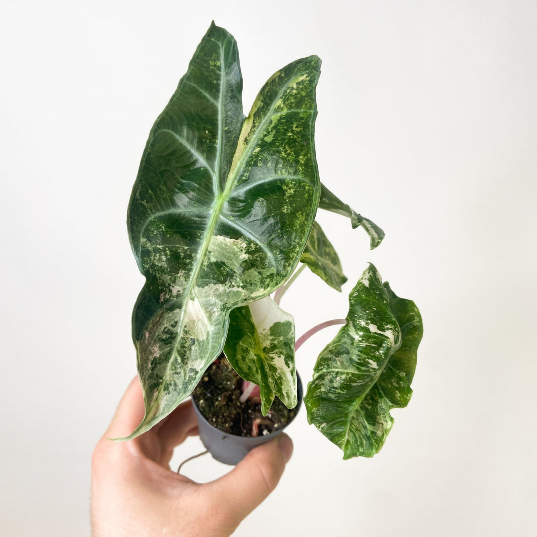 Alocasia Pink Dragon Nairobi Nights Variegata - Babypflanze Foliage Dreams