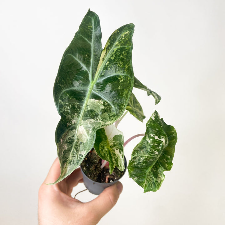 Alocasia Pink Dragon Nairobi Nights Variegata - Babypflanze Foliage Dreams