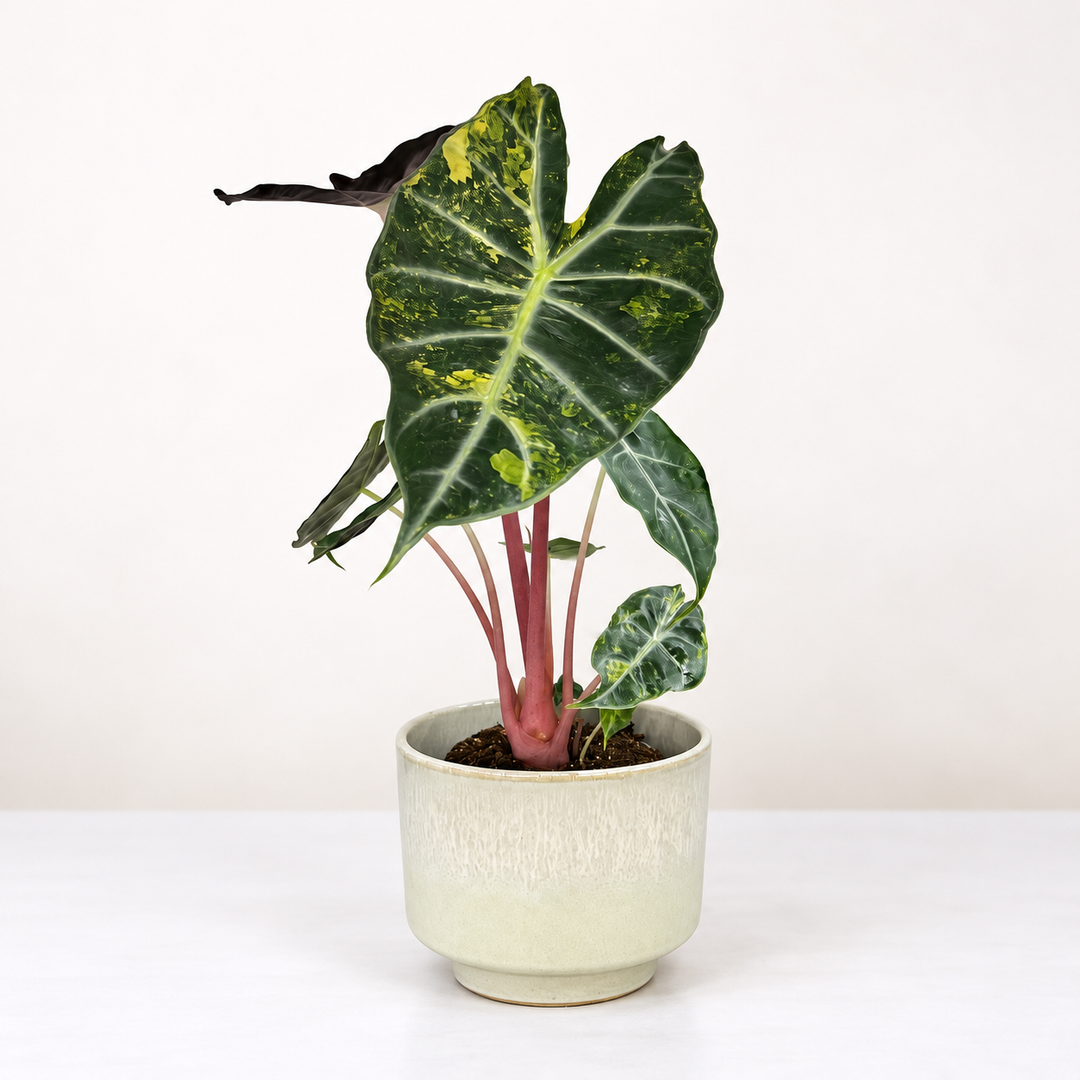 Alocasia Pink Dragon Nairobi Nights Variegata Foliage Dreams