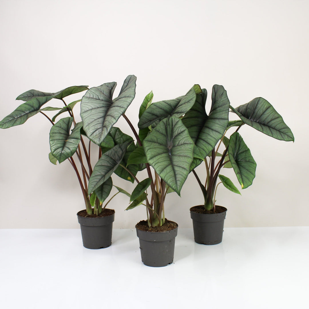 Alocasia Platinum Foliage Dreams