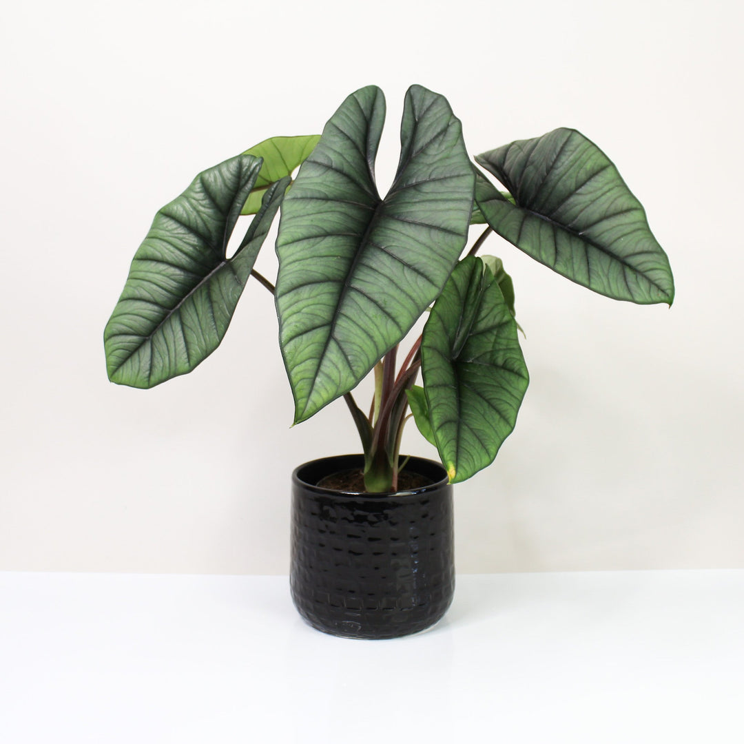 Alocasia Platinum Foliage Dreams