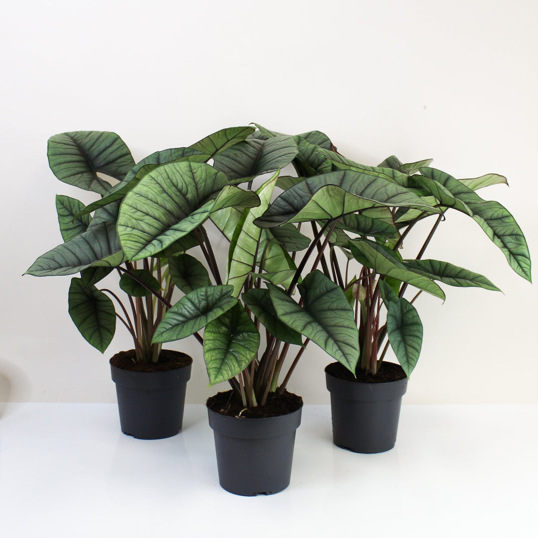 Alocasia Platinum Foliage Dreams