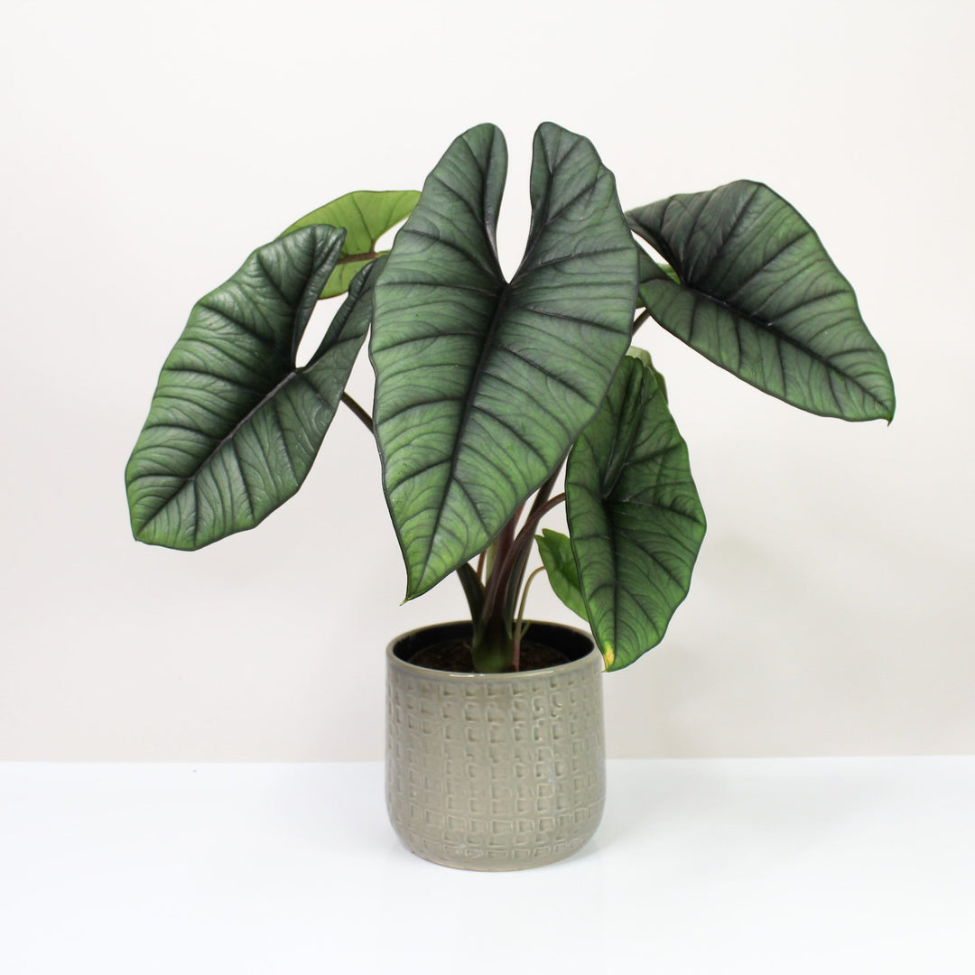 Alocasia Platinum L Foliage Dreams