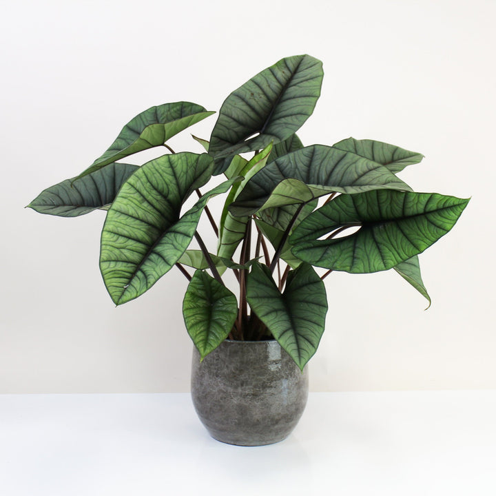 Alocasia Platinum XL Foliage Dreams