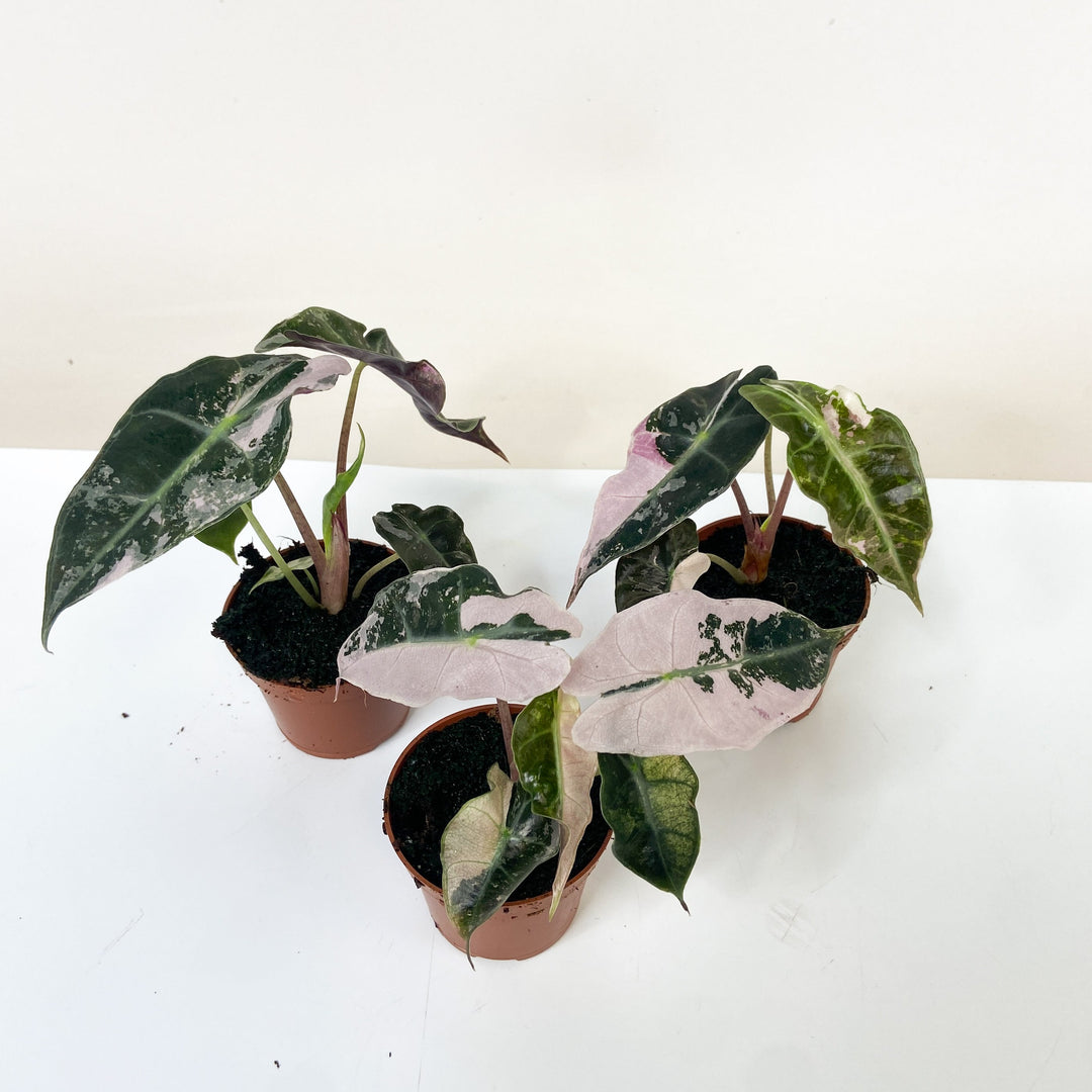 Alocasia Polly Variegata Foliage Dreams