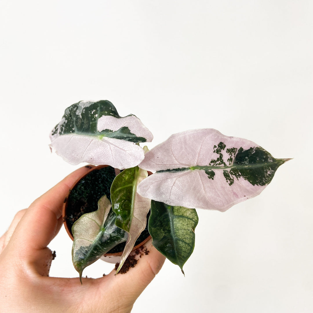 Alocasia Polly Variegata Foliage Dreams