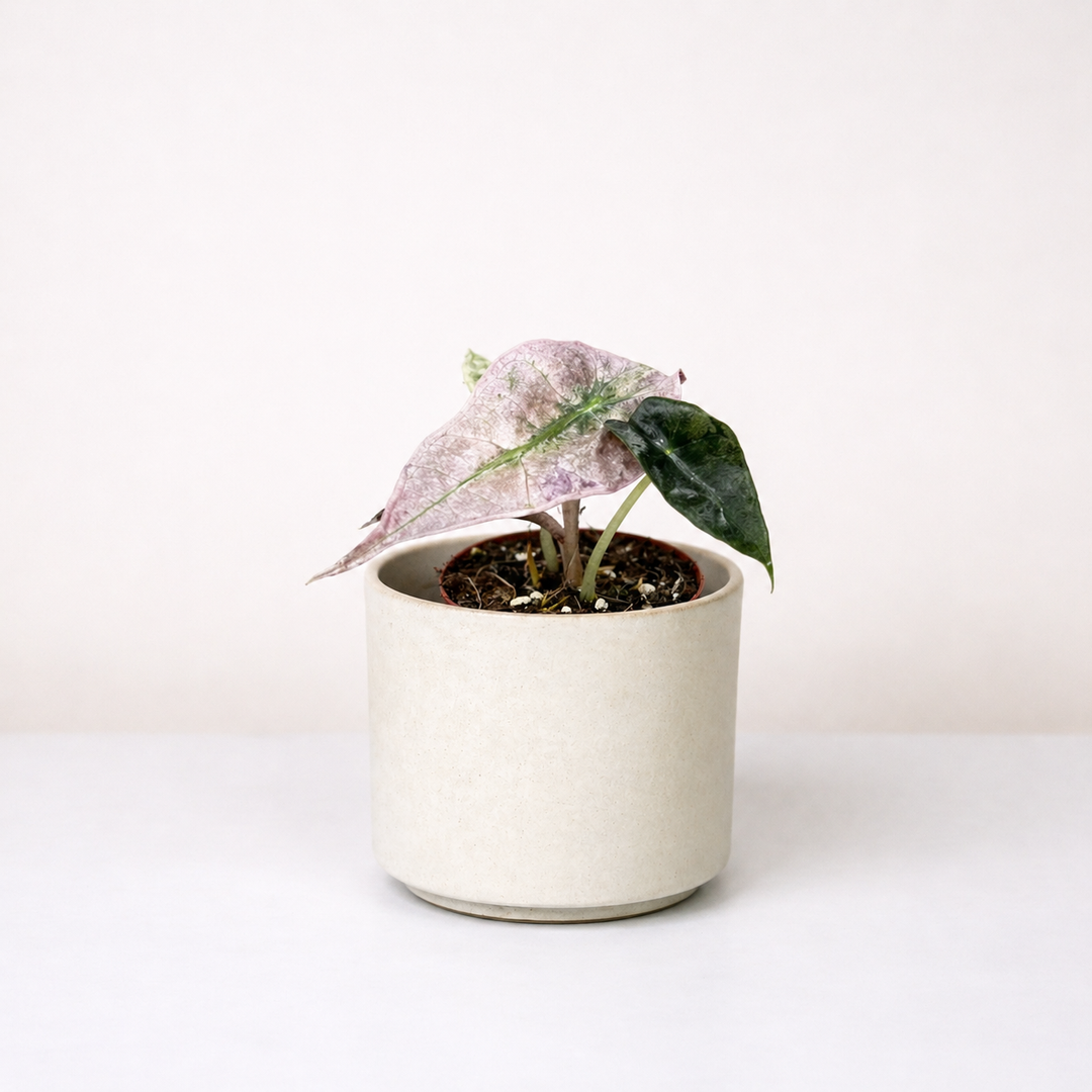 Alocasia Polly Variegata Foliage Dreams