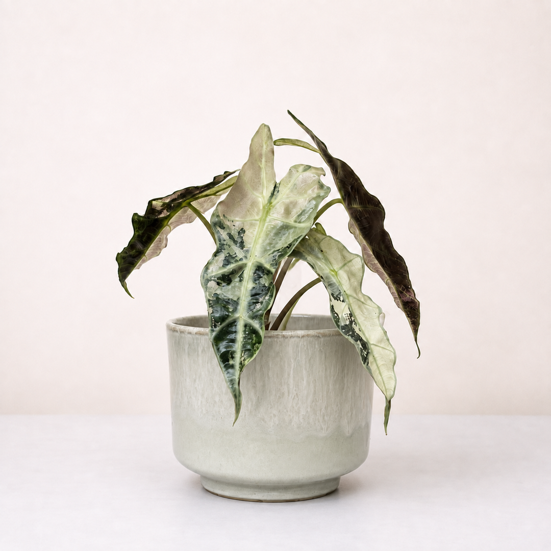Alocasia Polly Variegata Foliage Dreams