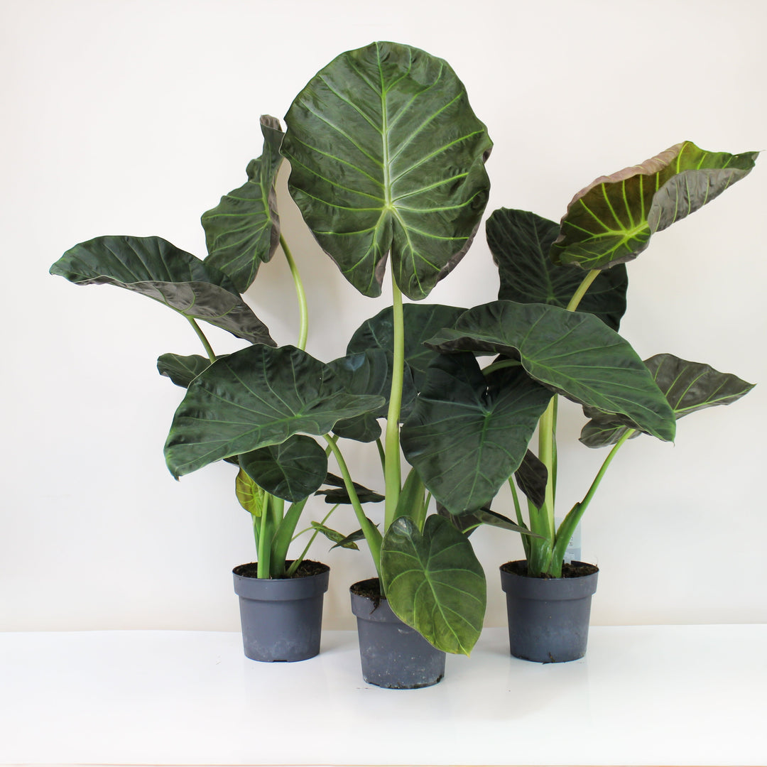 Alocasia Regal Shield Foliage Dreams