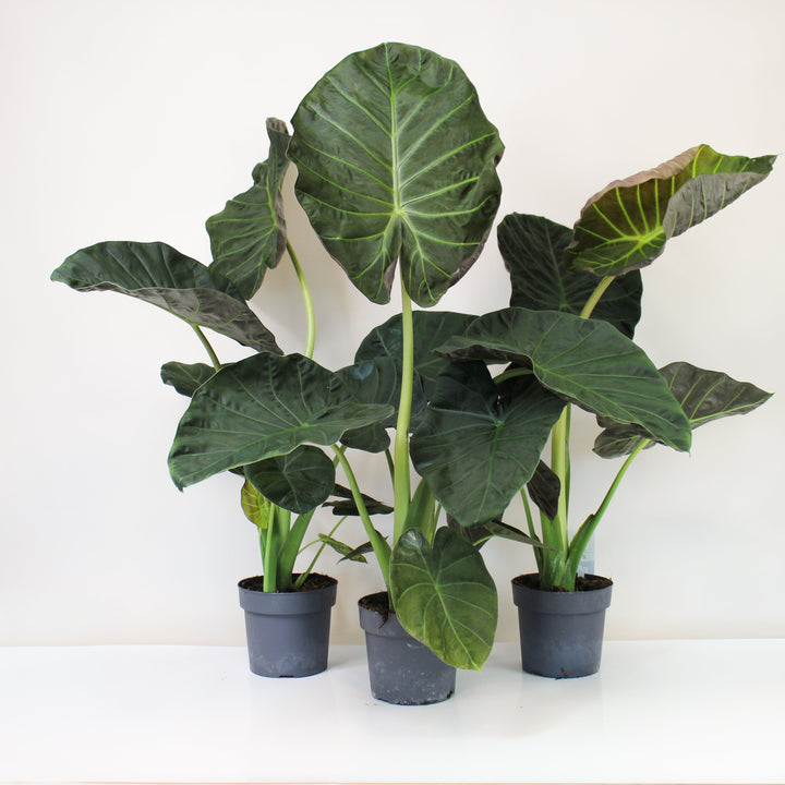 Alocasia Regal Shield Foliage Dreams