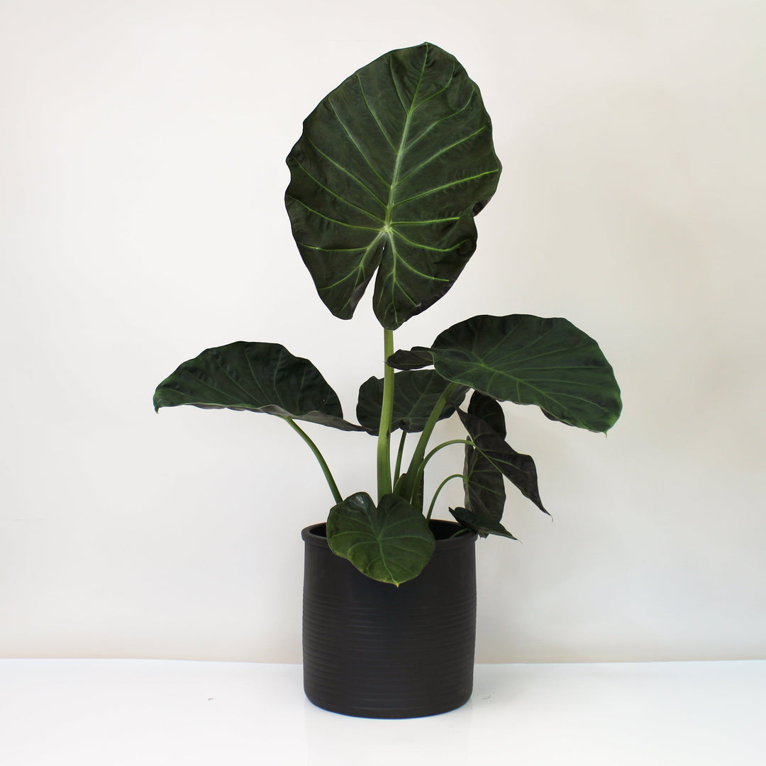 Alocasia Regal Shield XL Foliage Dreams