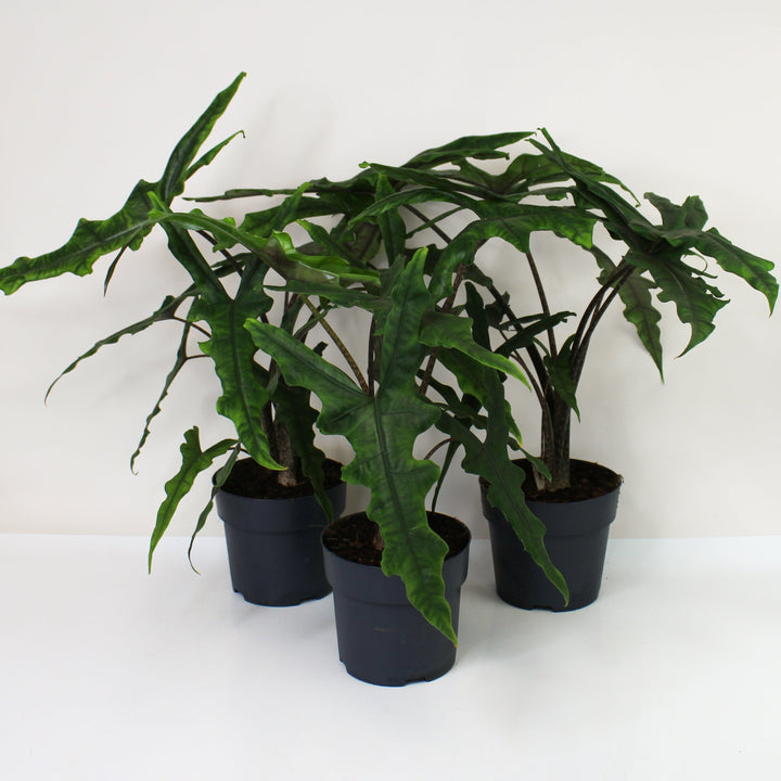 Alocasia Sabrina Narrow Foliage Dreams