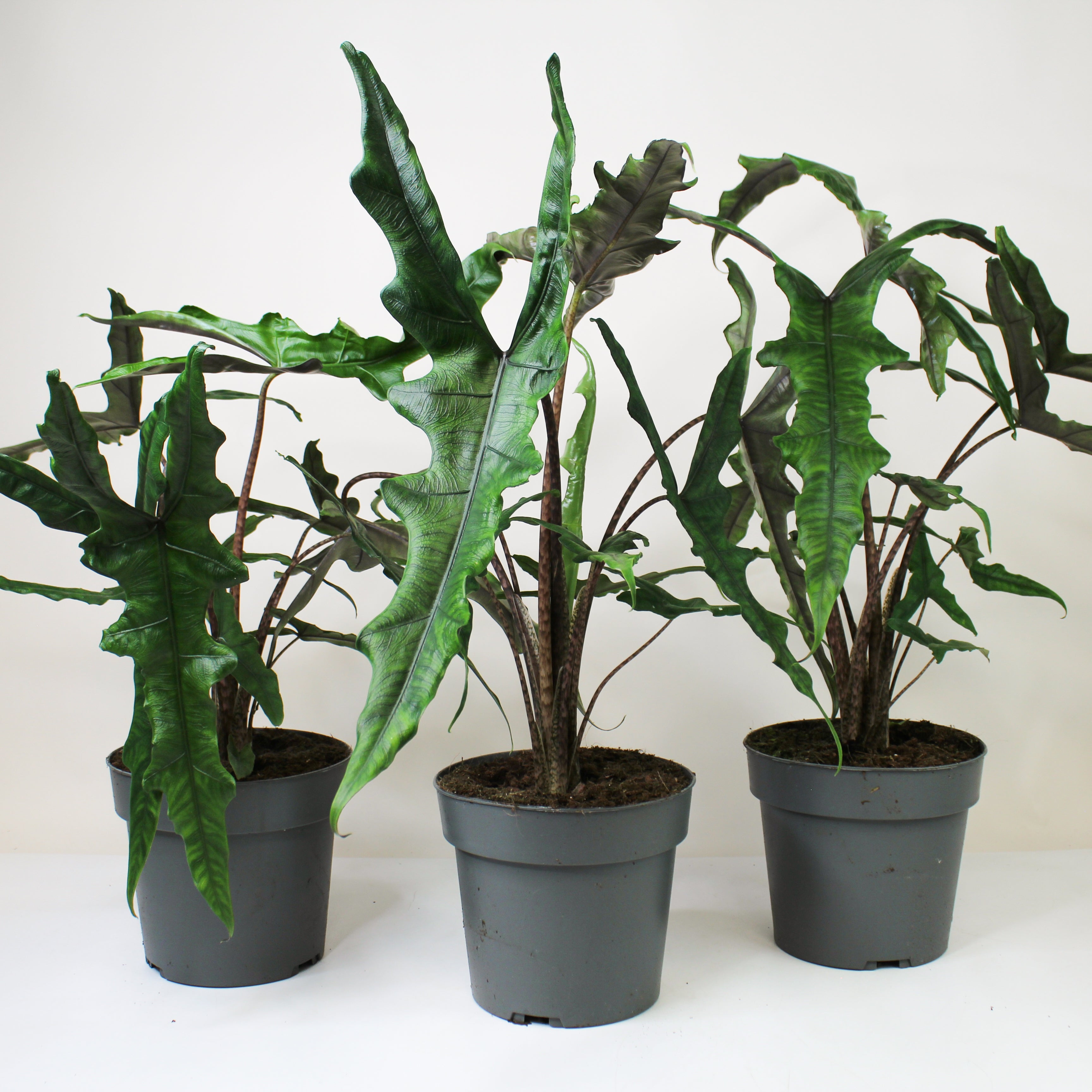 Alocasia Zebrina | Foliage Dreams