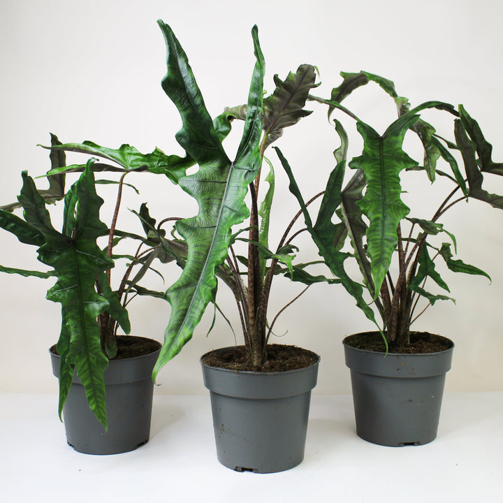 Alocasia Sabrina Narrow Foliage Dreams