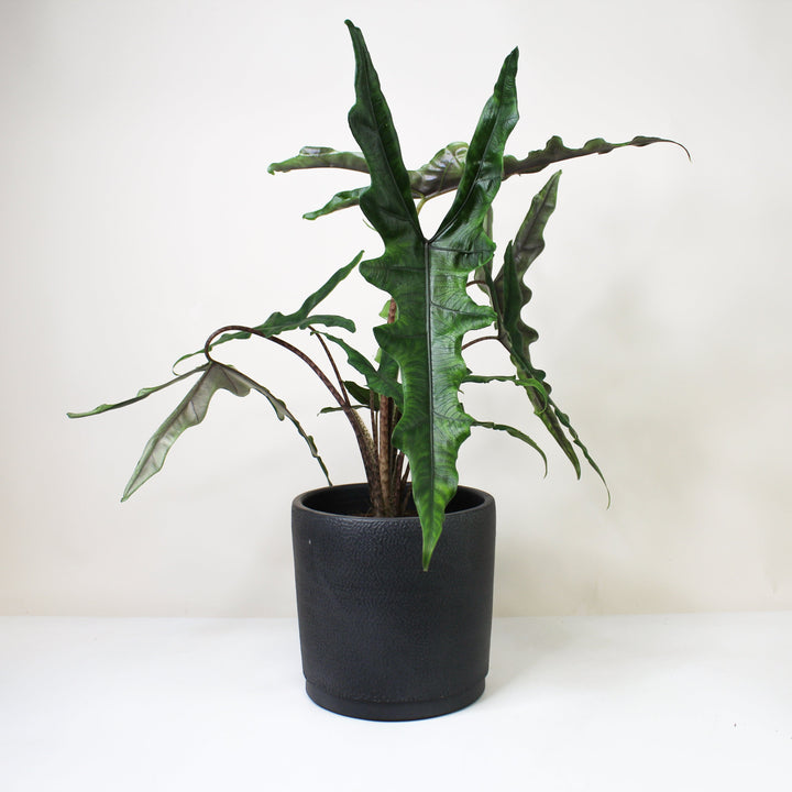 Alocasia Sabrina Narrow Foliage Dreams