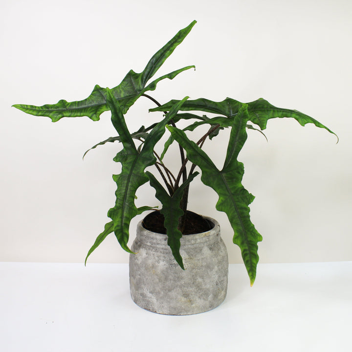 Alocasia Sabrina Narrow L Foliage Dreams