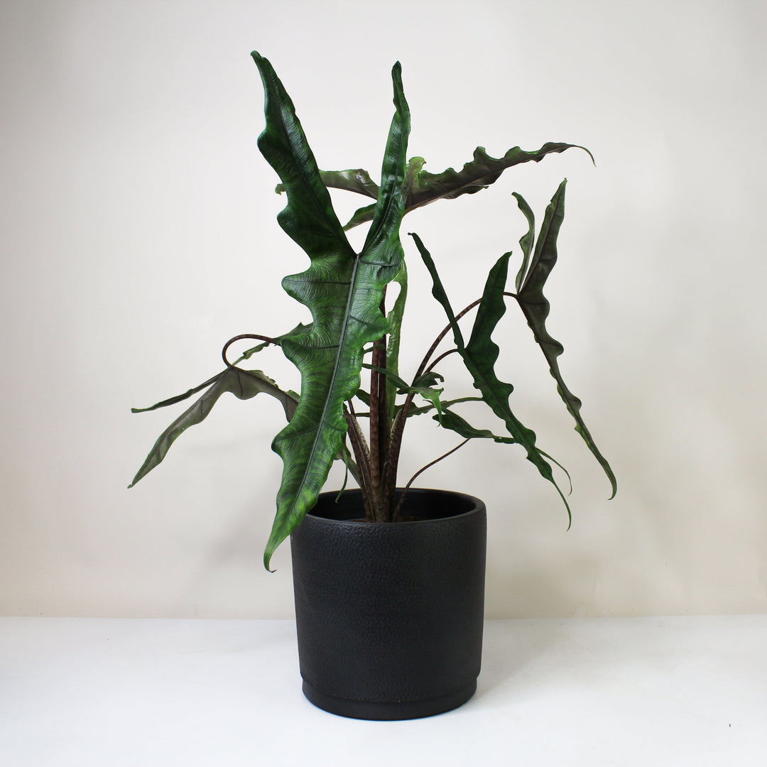 Alocasia Sabrina Narrow L Foliage Dreams