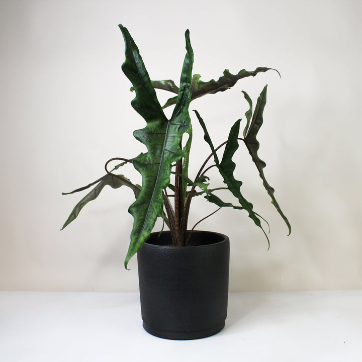 Alocasia Sabrina Narrow L Foliage Dreams