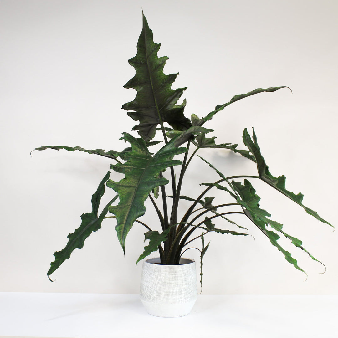 Alocasia Sabrina Narrow XXL Foliage Dreams