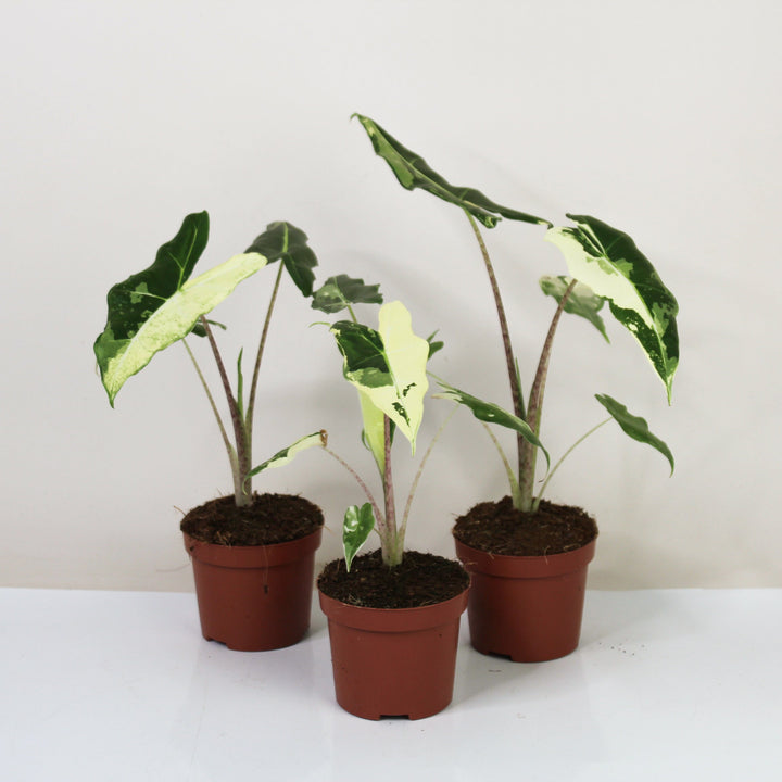 Alocasia Sarian Albo Variagata Foliage Dreams