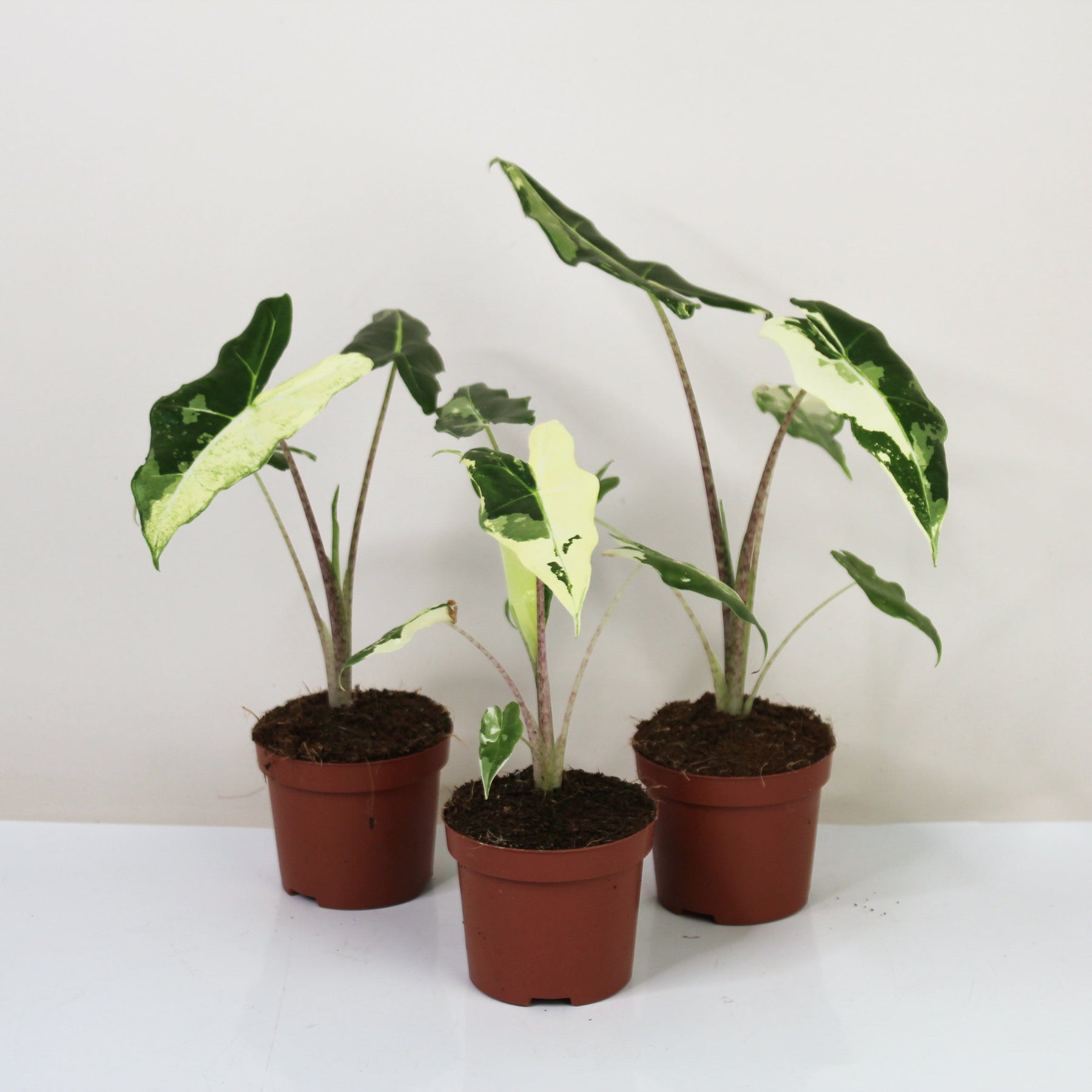 Alocasia Sarian Albo Variagata Foliage Dreams alocasia-sarian-albo-variagata-foliage-dreams