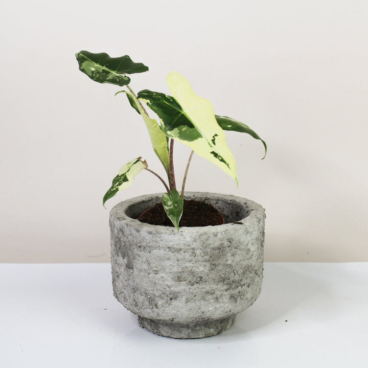 Alocasia Sarian Albo Variagata Foliage Dreams