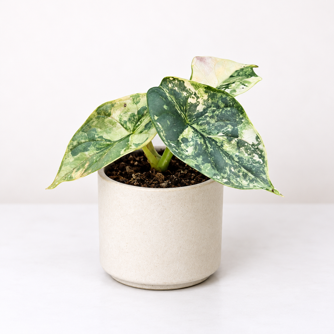 Alocasia Silver Dragon Albo Variegata - Babypflanze Foliage Dreams