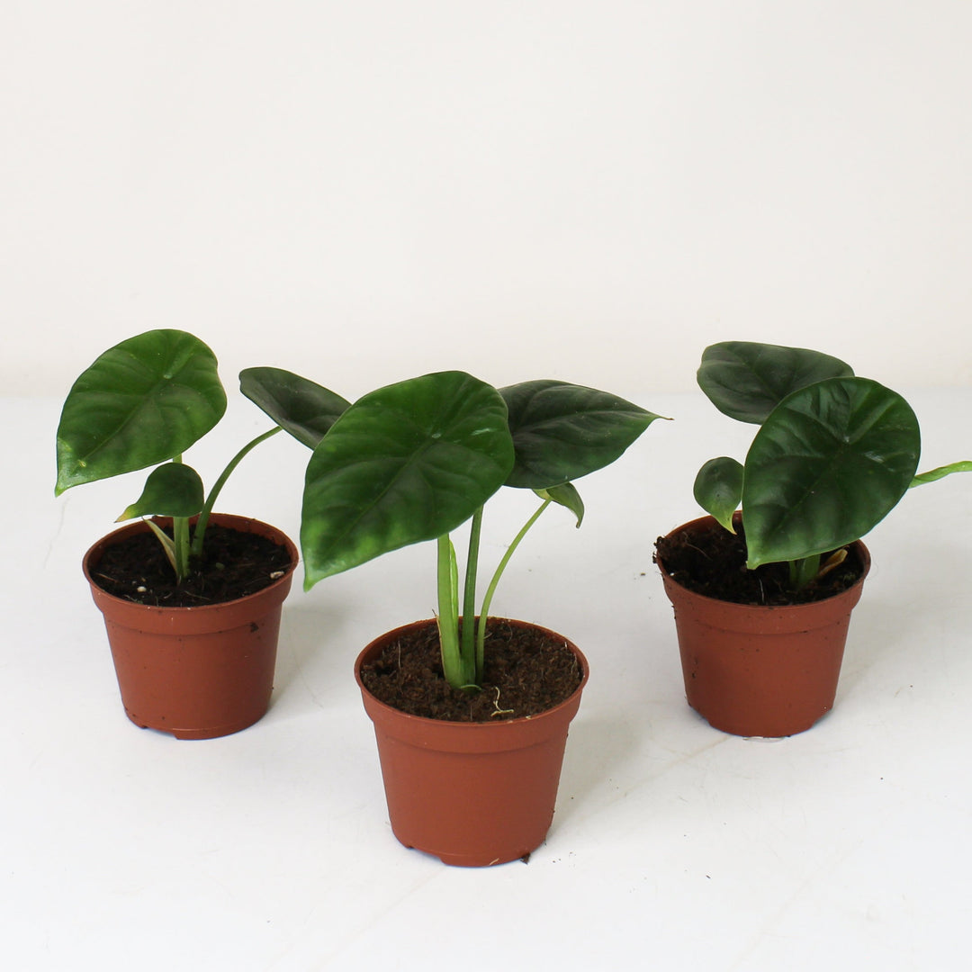 Alocasia Sinuata - Babypflanze Foliage Dreams
