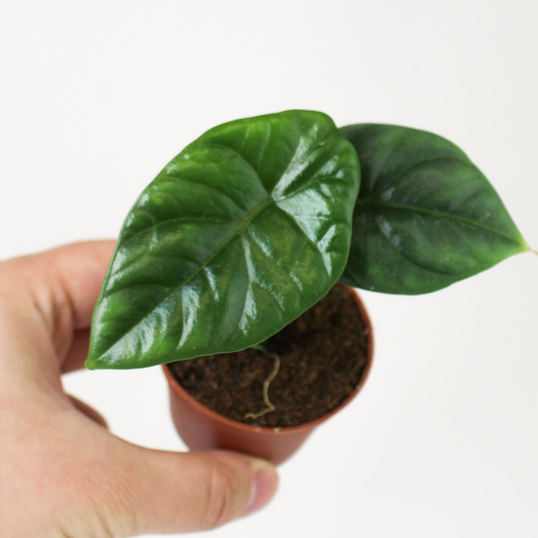 Alocasia Sinuata - Babypflanze Foliage Dreams