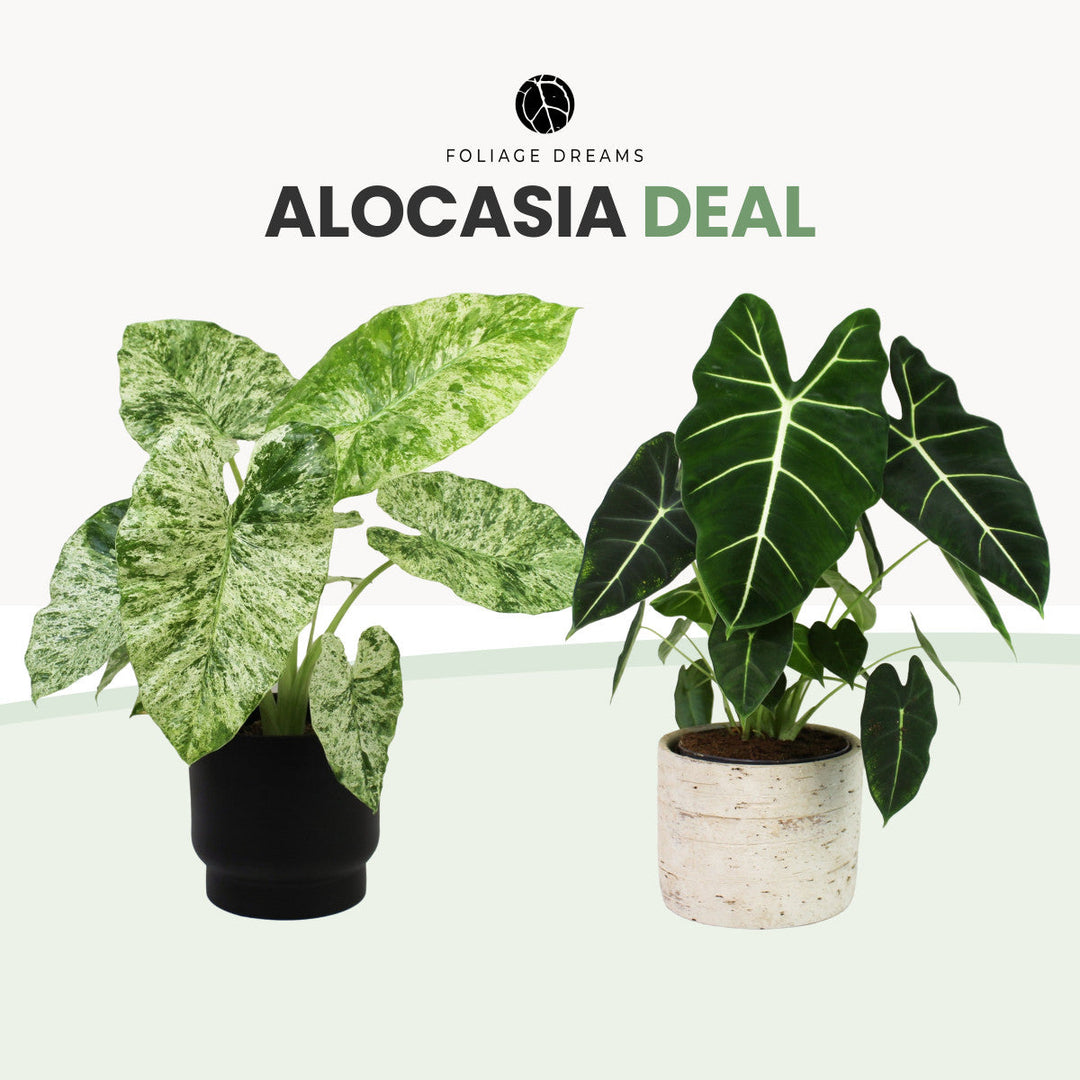 Alocasia Special Deal - Alocasia Macrorrhiza Splash ∅17cm+ Alocasia Frydek ∅17cm Foliage Dreams