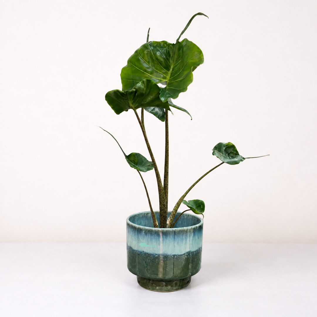 Alocasia Stingray Foliage Dreams