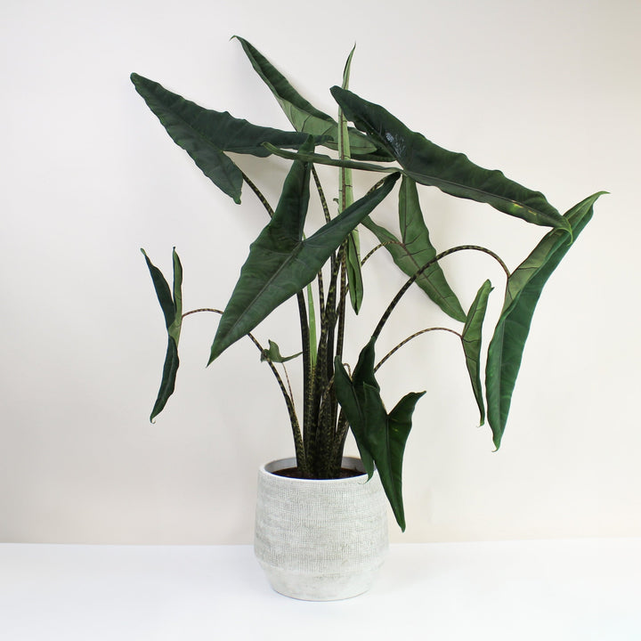 Alocasia Tigrina Foliage Dreams