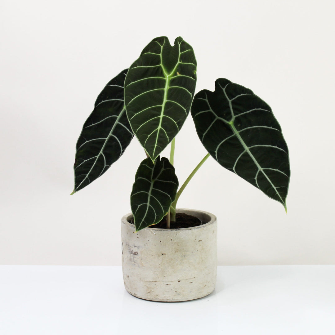 Alocasia Watsoniana Foliage Dreams