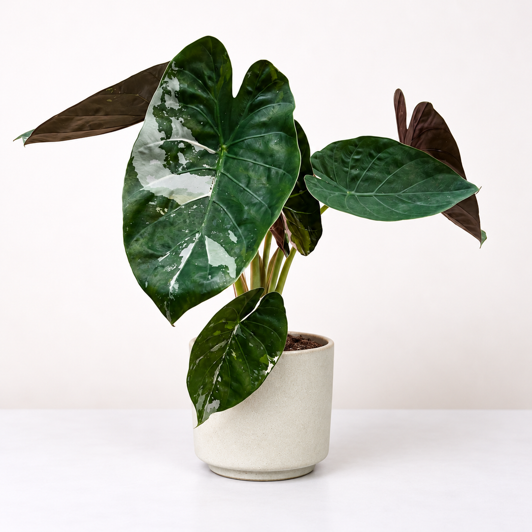 Alocasia Wentii Pink Albo Variegata Foliage Dreams