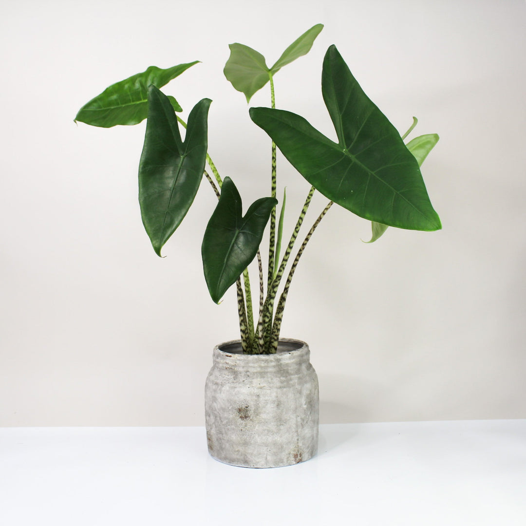 Alocasia Zebrina L Foliage Dreams